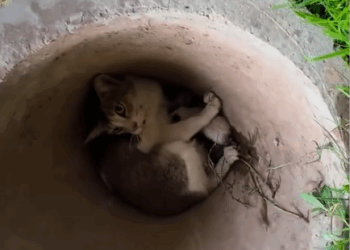 Rescue a family cat_part2