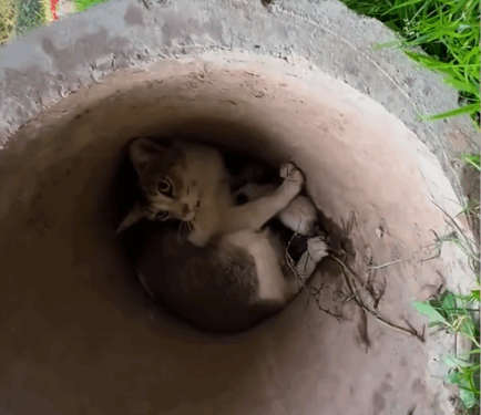 Rescue a family cat_part2