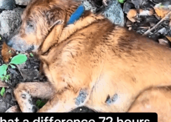 Jimmy was hit by a truck and his mum was distraught when she reached out to us_part2