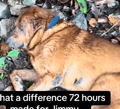 Jimmy was hit by a truck and his mum was distraught when she reached out to us_part2