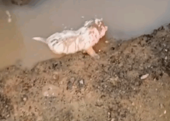 Poor puppy adopted by girl_part2