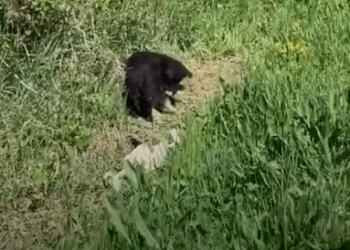 Mother’s no Abandoned Puppy’s #foryou #animal #dog #puppy #abandoned #r_part2