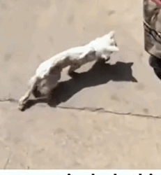 I saw that I had a thin kitten downstairs_part2