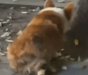 part2.Animals Rescue #dogrescue #rescuedog #dogsofttiktok #foryoupage #foryou #dogs