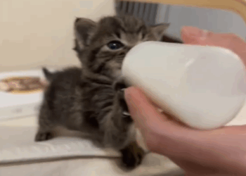 Part 2.Animals Rescue #dogrescue #rescuedog #dogsofttiktok #foryoupage #foryou #dogs