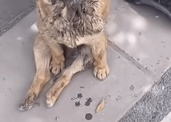 Part 2.Animals Rescue #rescuedog #dogrescue #dogsofttiktok #foryoupage #foryou #dogs