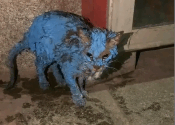 Part2 .Animals Rescue #dogrescue #rescuedog #dogsofttiktok #foryoupage #foryou #dogs