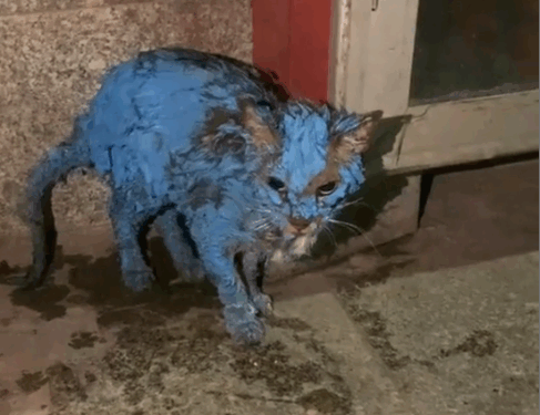 Part2 .Animals Rescue #dogrescue #rescuedog #dogsofttiktok #foryoupage #foryou #dogs