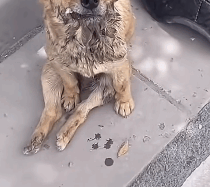 Part 2.Animals Rescue #rescuedog #dogrescue #dogsofttiktok #foryoupage #foryou #dogs