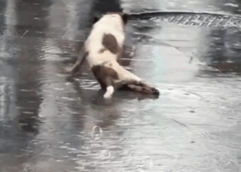 part2.Animals Rescue #dogrescue #rescuedog #dogsofttiktok #foryoupage #foryou #dogs