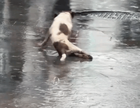 part2.Animals Rescue #dogrescue #rescuedog #dogsofttiktok #foryoupage #foryou #dogs