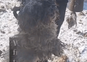 In February 2023, we rescued Willow from a dog butcher, where she was in a pitiful state_part1