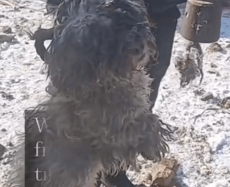 In February 2023, we rescued Willow from a dog butcher, where she was in a pitiful state_part1