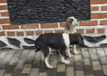 rescue of two little abandoned dogs one with a sore paw and on_part1