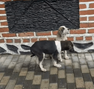 rescue of two little abandoned dogs one with a sore paw and on_part1