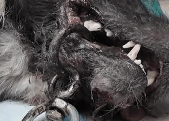 Rescue a puppy with an iron ring embedded in its mouth_part2