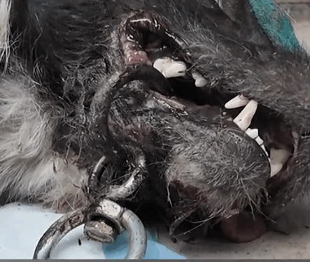 Rescue a puppy with an iron ring embedded in its mouth_part2