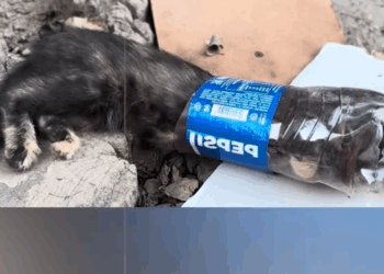 Rescue a poor kitten trapped in a bottle_part2