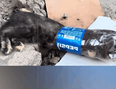 Rescue a poor kitten trapped in a bottle_part2