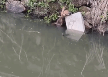 how to save the dog… #pet_part2