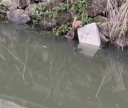 how to save the dog… #pet_part2