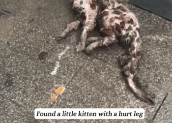 Part2. Animals Rescue #dogrescue #rescuedog #dogsofttiktok #foryoupage #foryou #dogs