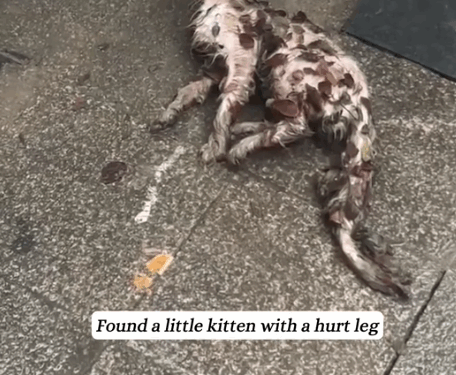 Part2. Animals Rescue #dogrescue #rescuedog #dogsofttiktok #foryoupage #foryou #dogs