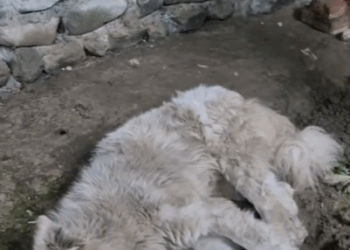 Part2.Animals Rescue #dogrescue #rescuedog #dogsofttiktok #foryoupage #foryou #dogs