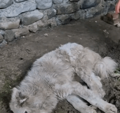 Part2.Animals Rescue #dogrescue #rescuedog #dogsofttiktok #foryoupage #foryou #dogs