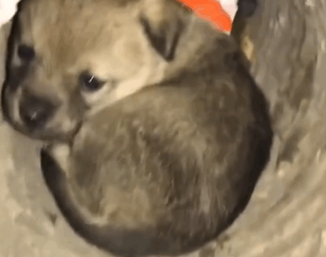 Part2.Animals Rescue #dogrescue #rescuedog #dogsofttiktok #foryoupage #foryou #dogs