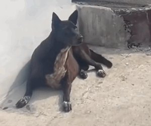 Kerry wanted to give you all a little update… When we found her, she had a huge tumor on her back and it wa_part2