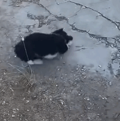 Poor scared and abandoned puppy #foryou #animal #dog #puppy #abandoned #rescue #_part2