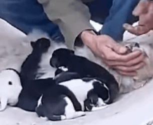 part2.Animals Rescue #dogrescue #rescuedog #dogsofttiktok #foryoupage #foryou #dogs