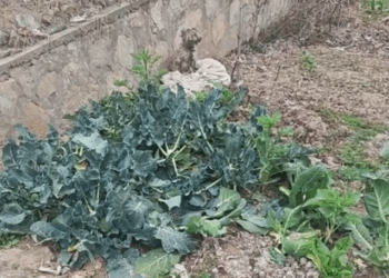 part2.Animals Rescue #dogrescue #rescuedog #dogsofttiktok #foryoupage #foryou #dogs