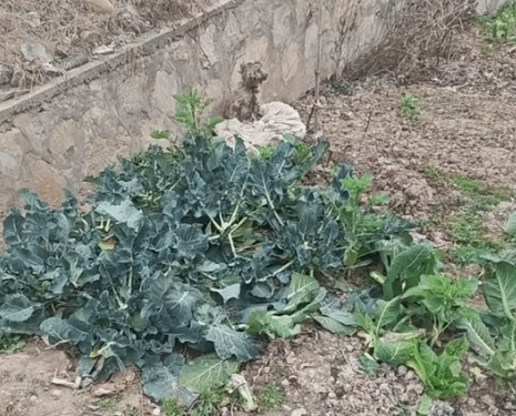 part2.Animals Rescue #dogrescue #rescuedog #dogsofttiktok #foryoupage #foryou #dogs