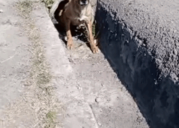 rescue of an abandoned dog inside a pipe I took him and adopted him_part1