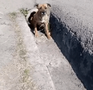 rescue of an abandoned dog inside a pipe I took him and adopted him_part1