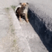 rescue of an abandoned dog inside a pipe I took him and adopted him_part1