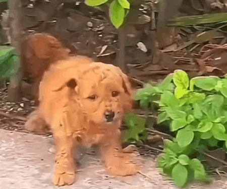 Part 2.Animals Rescue #rescuedog #dogrescue #dogsofttiktok #foryoupage #foryou #dogs