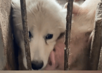 Rescue a Samoyed dog that was ill and abandoned in the pigsty._part2