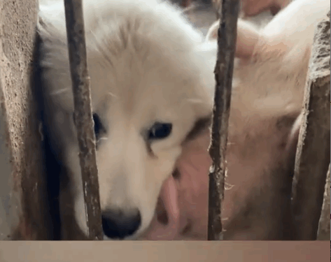 Rescue a Samoyed dog that was ill and abandoned in the pigsty._part2