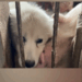 Rescue a Samoyed dog that was ill and abandoned in the pigsty._part2