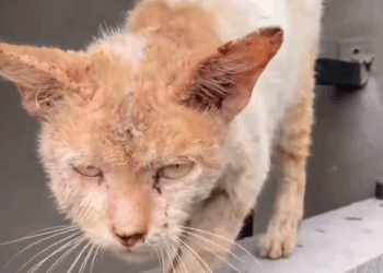 The transformation of Felix 🐱 At the end of March our street feeding team here in Bali found this skinny and sick_part2