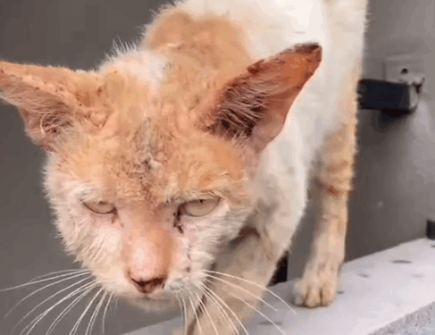 The transformation of Felix 🐱 At the end of March our street feeding team here in Bali found this skinny and sick_part2