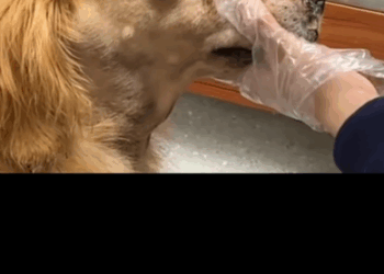 Rescuing a Dog with a Shattered Jaw – Please Don’t Look Away_part2