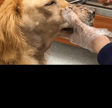 Rescuing a Dog with a Shattered Jaw – Please Don’t Look Away_part2