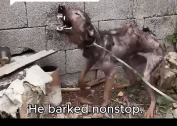 Replying to @Nunyadixiewrecked Abused and Afraid, He_part2