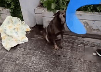 Rescue a dog that was hit by a car.Although he almost bit me,we are now very close_part2