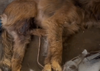 rescue of a small abandoned dog that is not well❤️ #man #saved #dog #puppyrescue #helpdog_part2