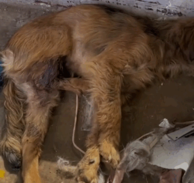 rescue of a small abandoned dog that is not well❤️ #man #saved #dog #puppyrescue #helpdog_part2